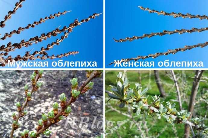 Облепиха: посадка и уход, сорта, как отличить мужское дерево от женского