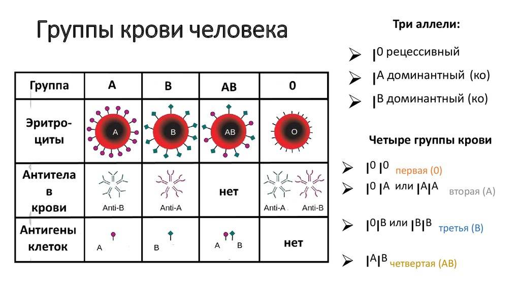 Кровный интерес: группа крови и резус-факторforpost - здоровье |