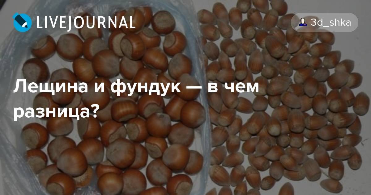 Фундук: польза, вред, рецепты, как едят