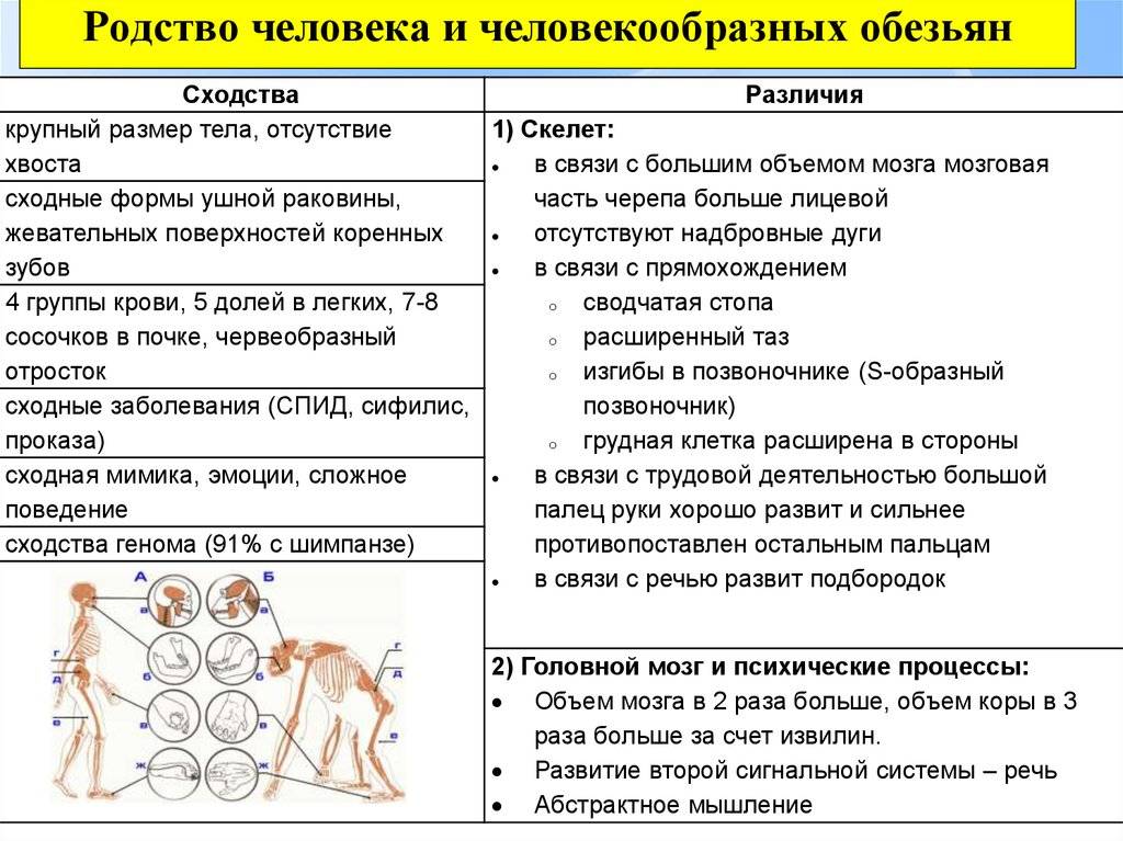 Отличия между человеком и человекообразными обезьянами - сравнительная таблица