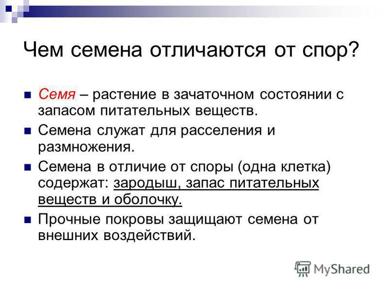 Чем споры отличаются семени для детей. чем спора отличается от семени