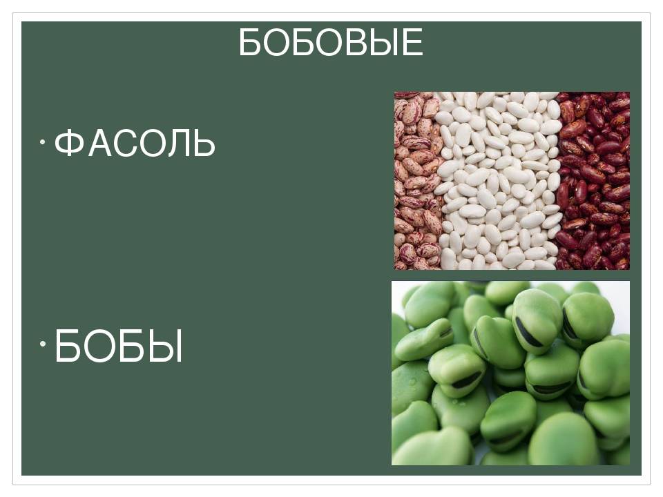 Польза и вред фасоли для нашего здоровья — полный обзор химического состава и рекомендации по приготовлению