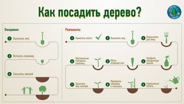 Как пишется правильно: садить или сажать? как правильно садить или сажать цветы.