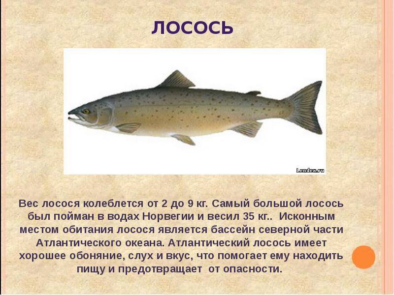 Семга, лосось, форель и все-все-все...