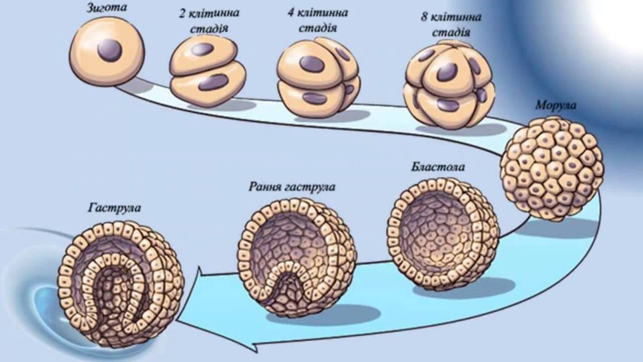 Формы размножения организмов. половое размножение 10 класс онлайн-подготовка на ростелеком лицей | тренажеры и разбор