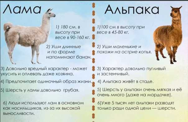 Альпака: все самое интересное о повадках, образе жизни, внешнем виде