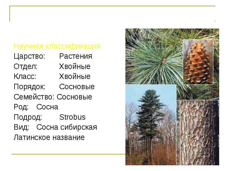 Как отличить брус сосны от кедра. разница между кедром и сосной. а если передо мной уже брус или вагонка