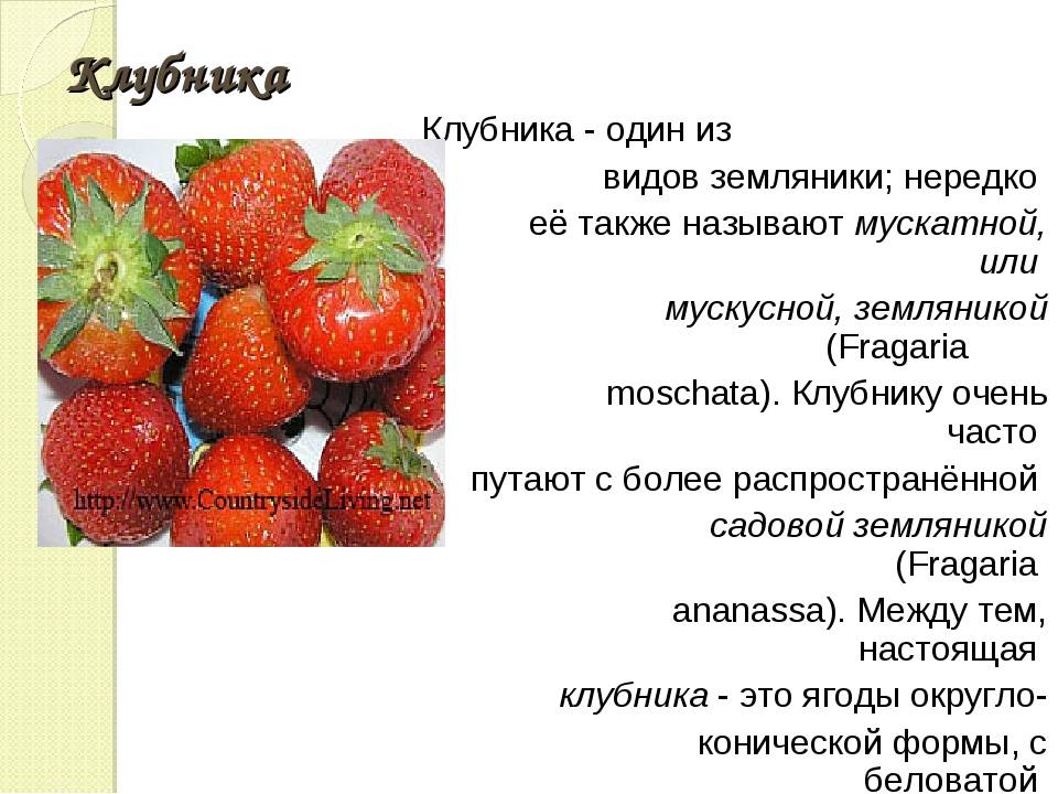 Чем отличается клубника от земляники и виктории, в чем разница
чем отличается клубника от земляники и виктории, в чем разница
