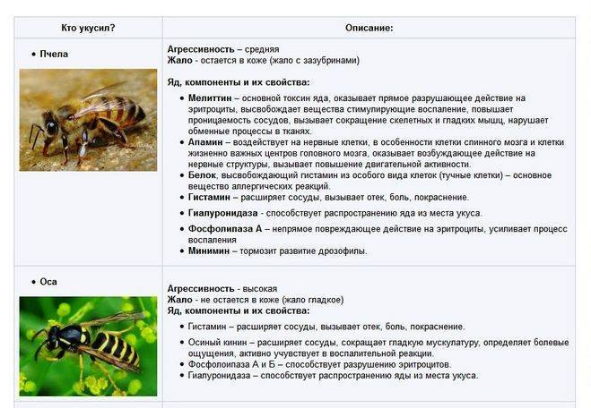 Чем отличается оса от пчелы и шмеля