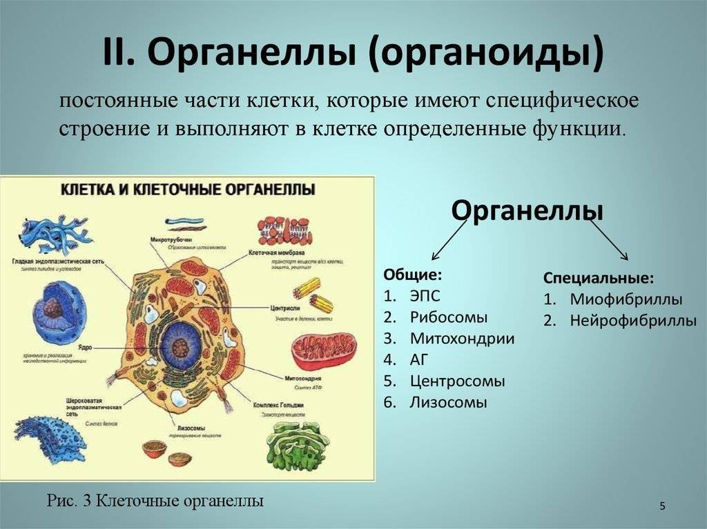 Клеточные включения: строение, функции и биологическое значение > лаборатория фитоинвазий
