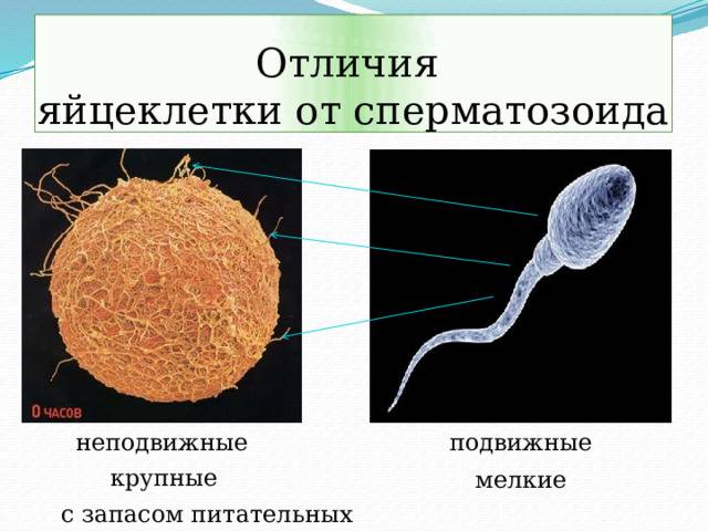 Почему яйцеклетки большие, а сперматозоиды маленькие?