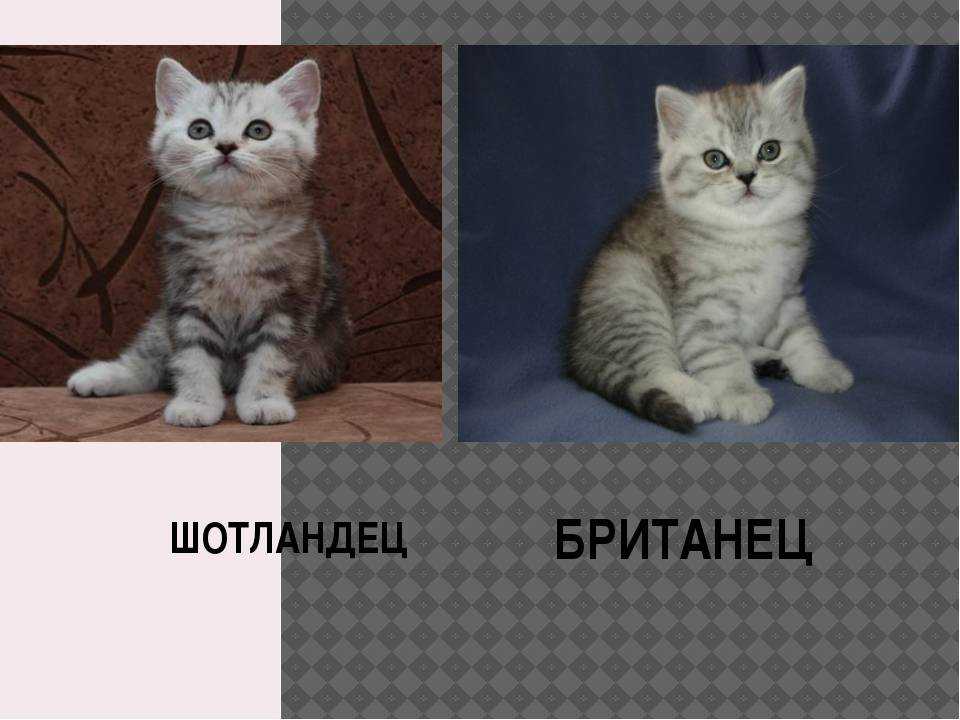 Как отличить британского котёнка от шотландского