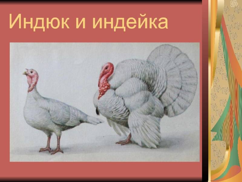 Разница между индейкой и индюшкой