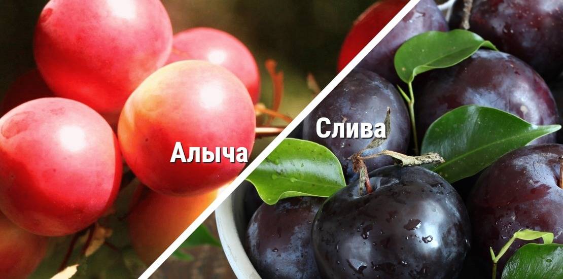 Разница между сливой и алычой