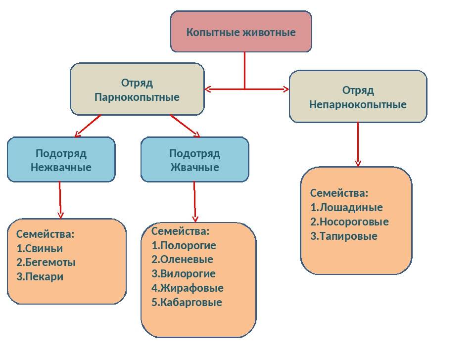 Разница между парнокопытными и непарнокопытными. непарнокопытные животные: список отряд парнокопытные общая характеристика деление на семейства