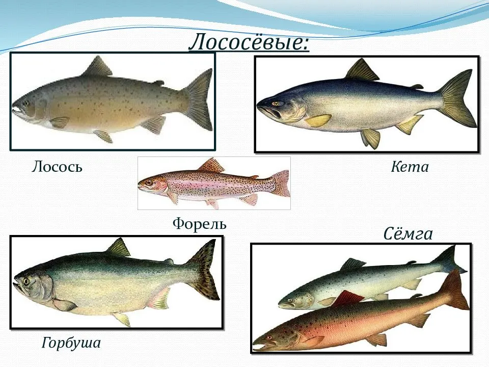 Чем отличаются форель, семга, лосось? что лучше форель или семга?