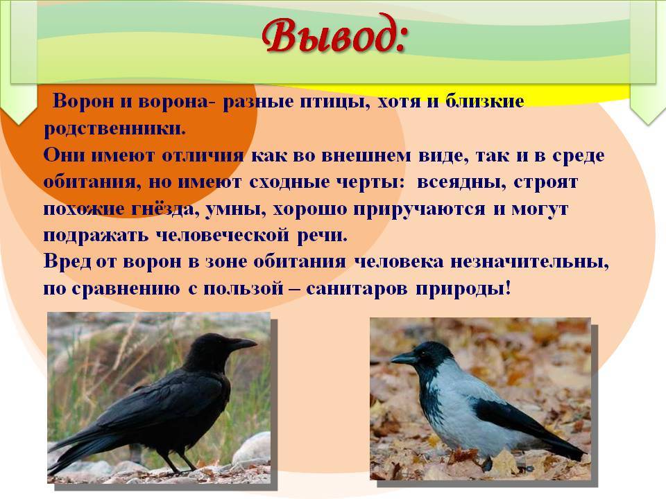 Класс птицы