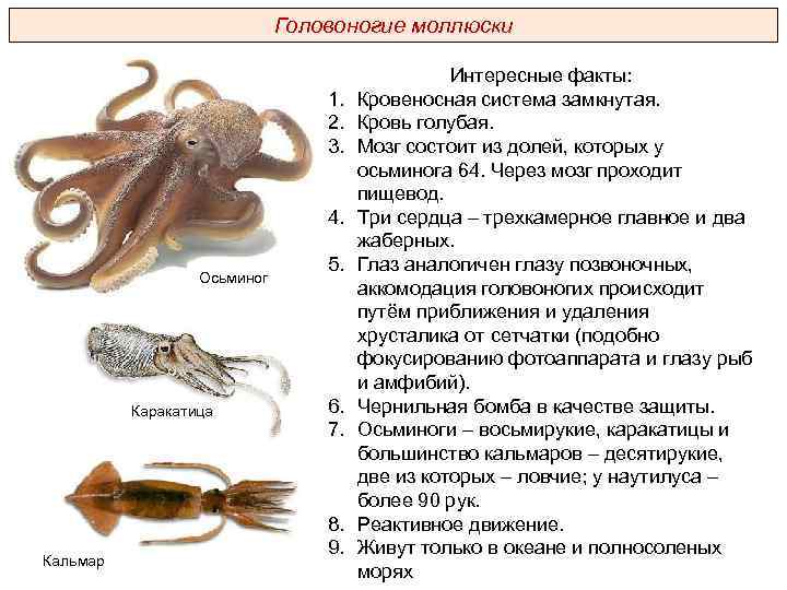 § 23. класс головоногие моллюски