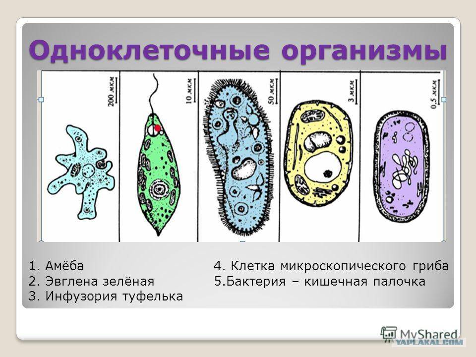 Строение и классификация простейших одноклеточных организмов