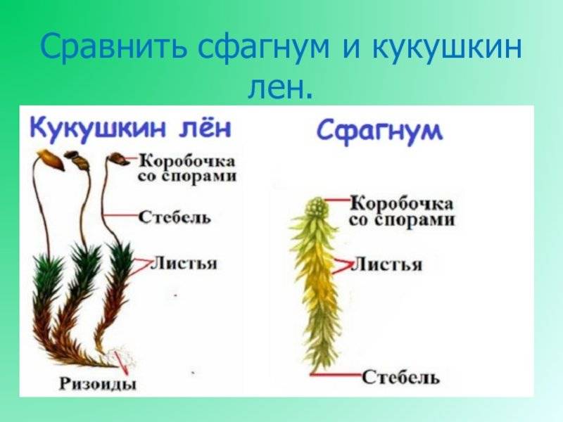 Рассказ кукушкин лен. сравнение мхов сфагнума и кукушкиного льна