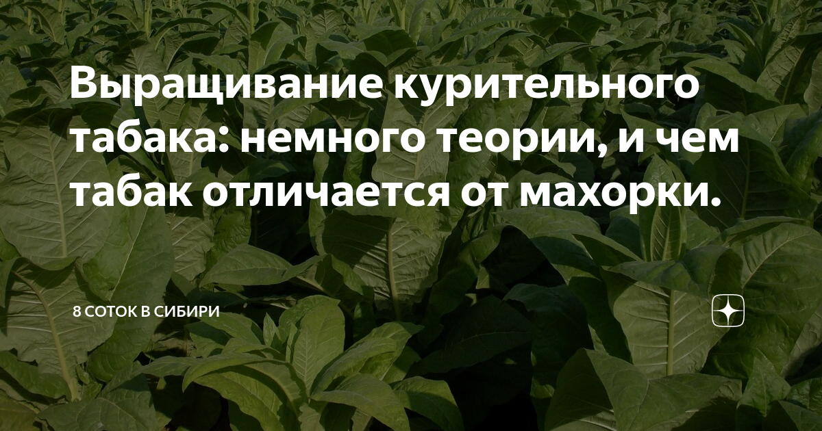 Отличия махорки от табака | marykay-4u.ru