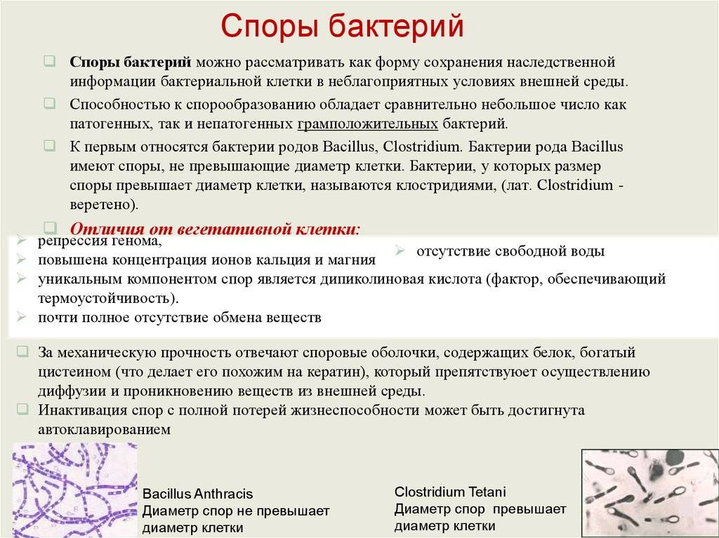 Чем спора отличается от свободной бактерии? | в чем разница