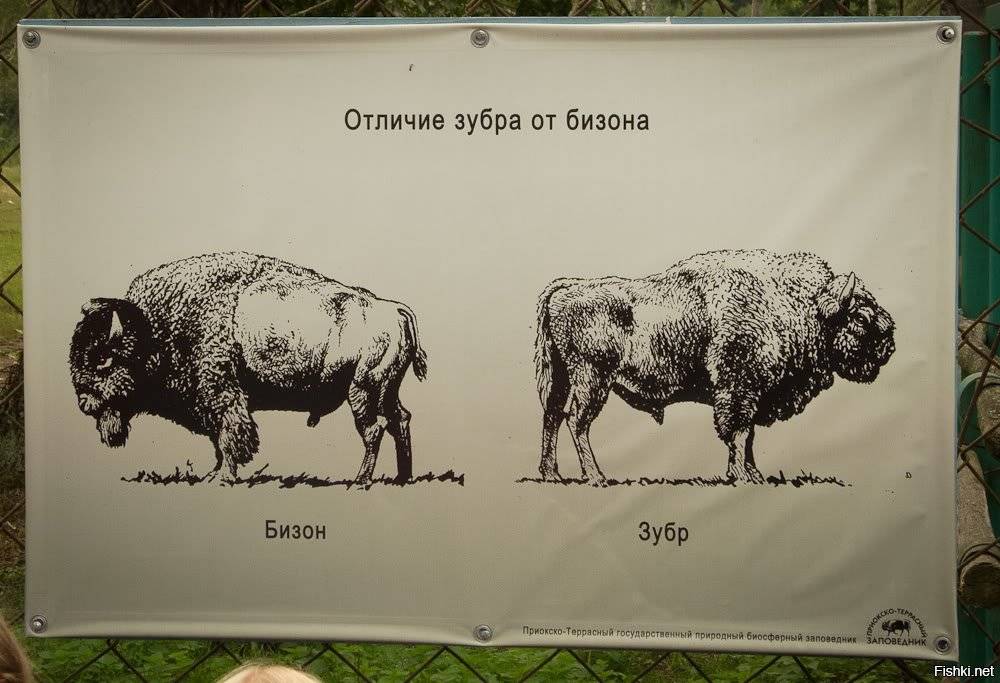 Зубры бизоны яки. бизоны и зубры. отличие зубра от бизона