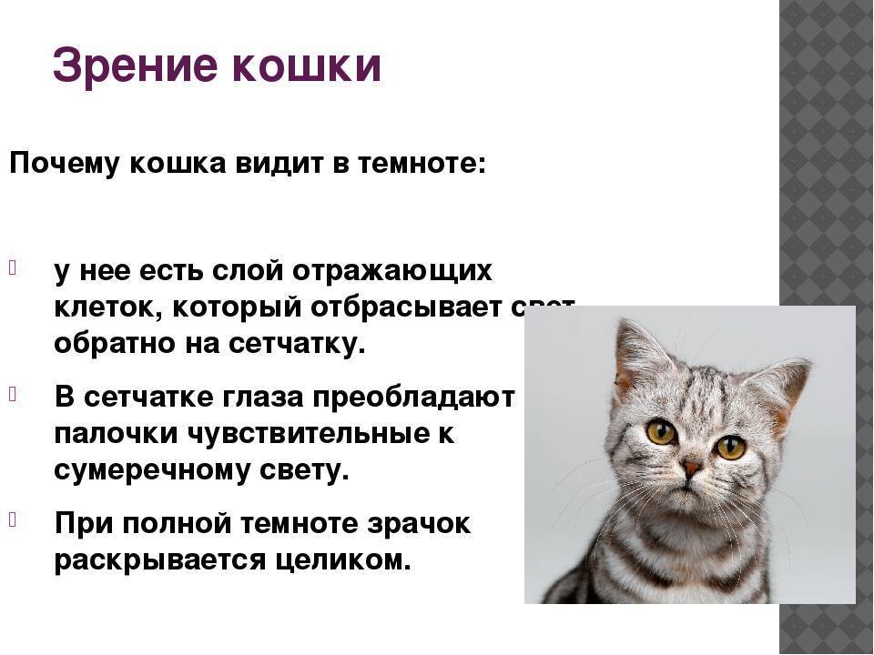 Различают ли кошки цвета?