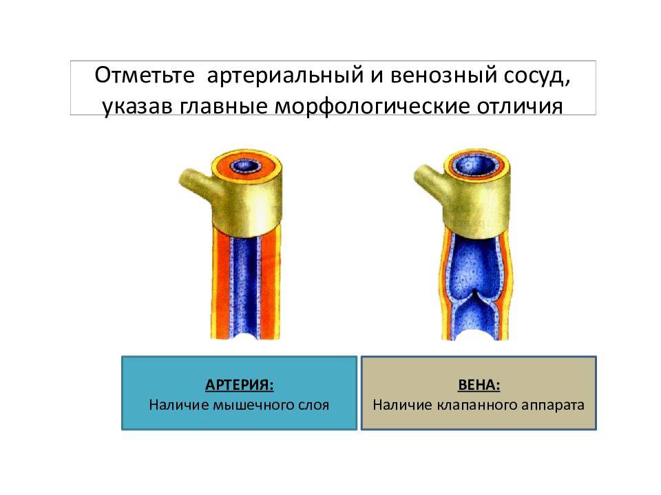 Артериальная и венозная кровь: чем они отличаются у человека