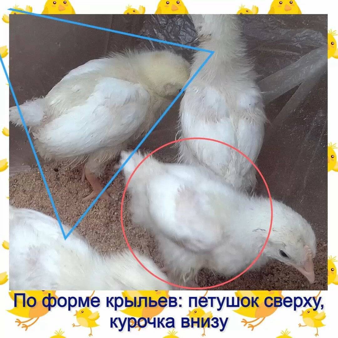 Как отличить петуха от курицы: в чем разница у цыплят, способы определения