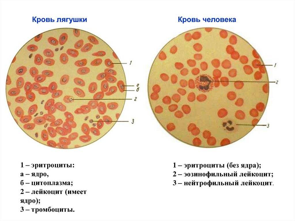 Строение и функции эритроцитов