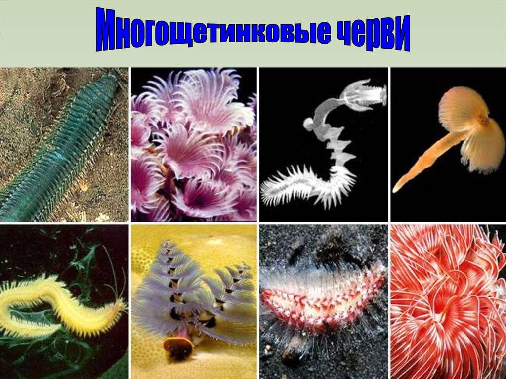 Отличия многощетинковых червей от малощетинковых: что их делает уникальными