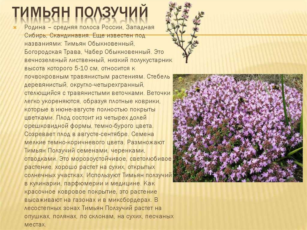 Тимьян и чабрец одно и тоже?