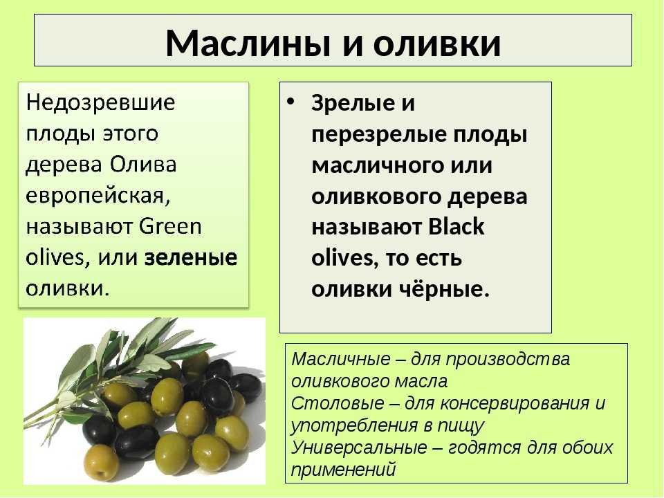 Оливки или маслины — в чём разница и польза? разновидности. фото — ботаничка