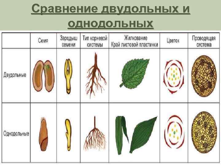 Признаки однодольных и двудольных растений
