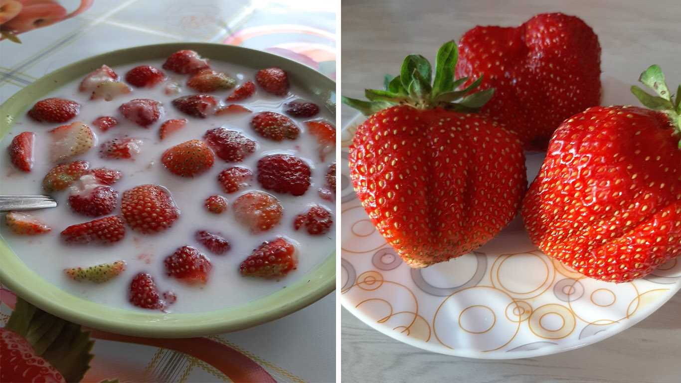В чем отличие клубники от земляники