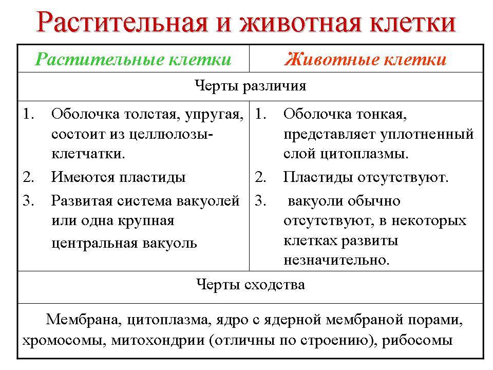 Сравнение клеток разных царств | клетка как биологическая система | теория | решутест. продвинутый тренажёр тестов