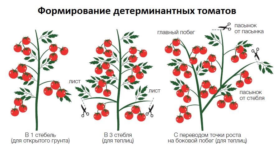 Томат и помидор – что это такое и отличия