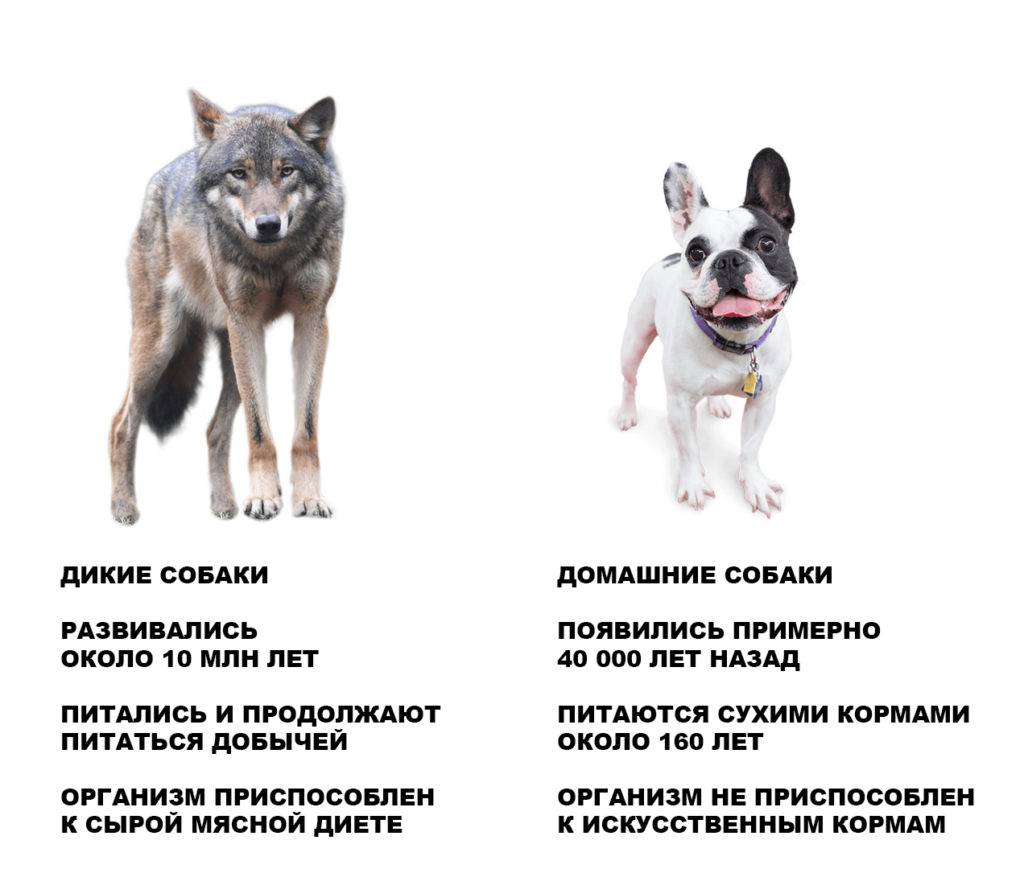 В чем разница между волком и собакой?