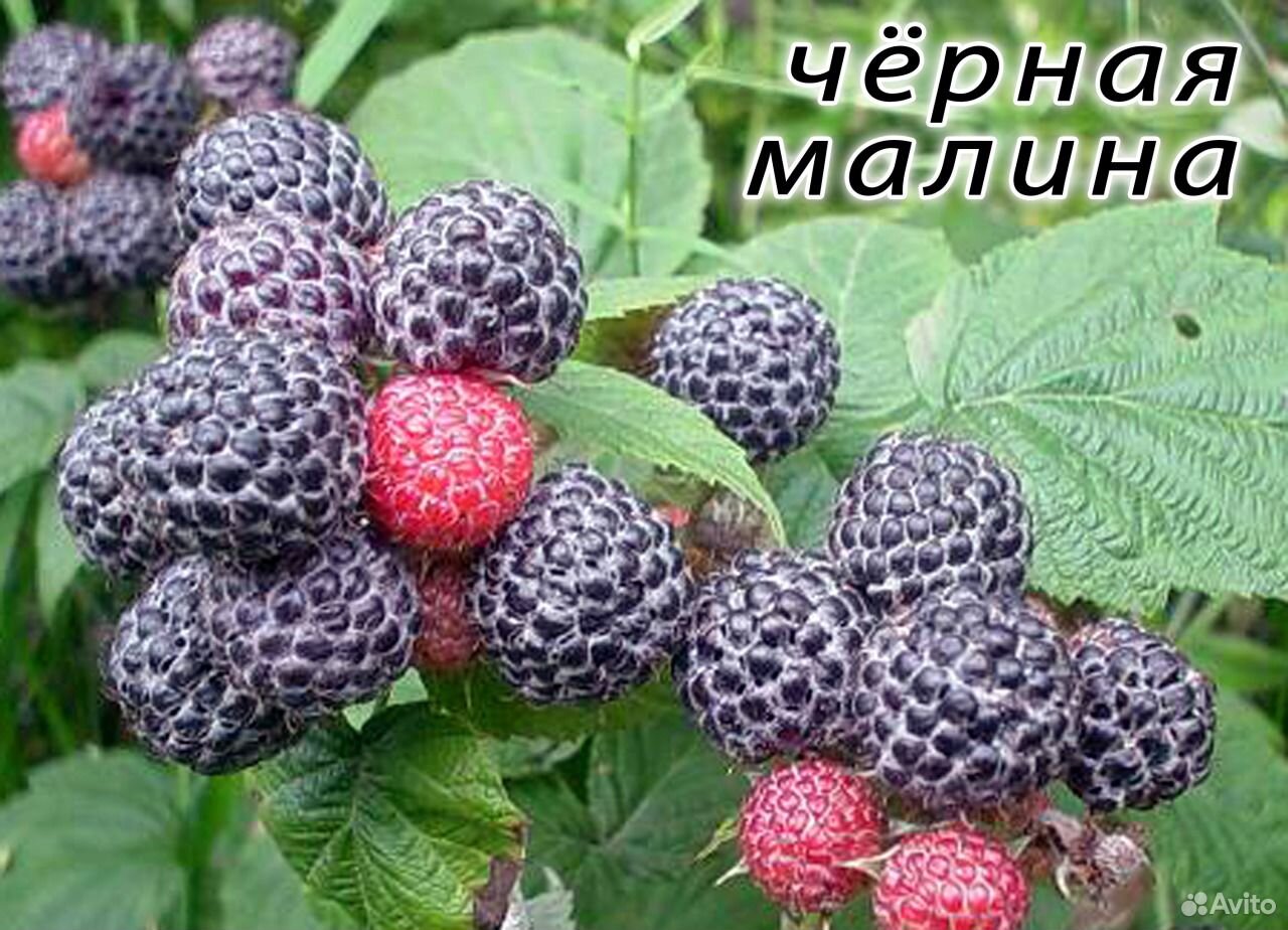 Чем отличается ежевика от черной малины. черная малина и ежевика. новое от пользователей