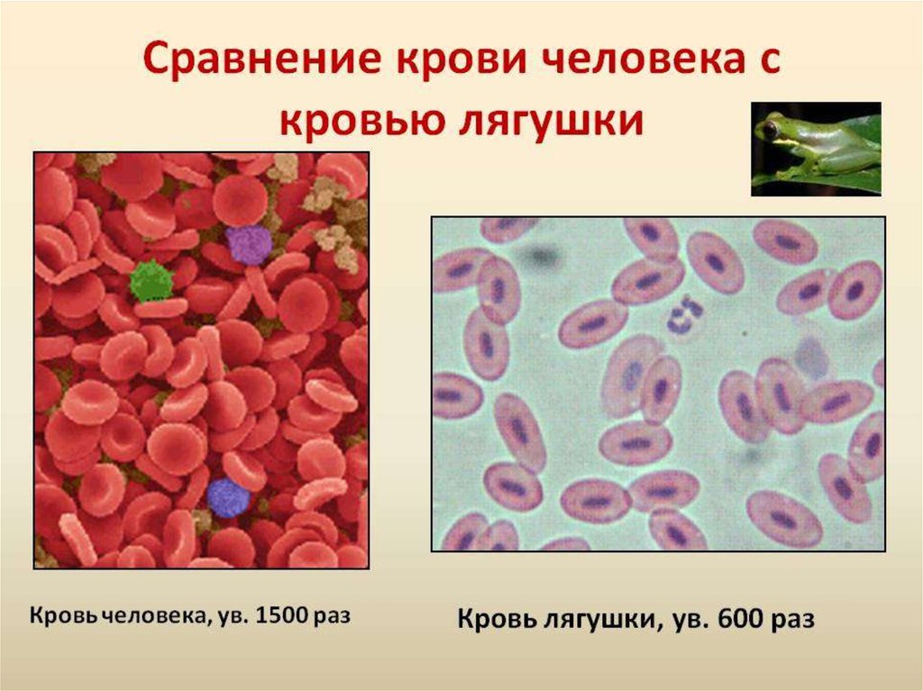 Тема «состав крови. строение крови лягушки и человека. эритроцит: строение, форма и функции. особенности строения эритроцитов вывод и сравнение эритроцитов лягушки и человека