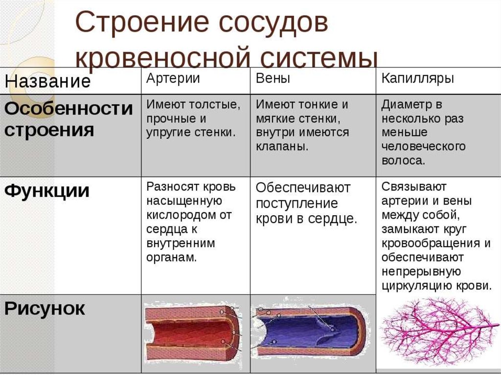 Сосуды располагаются в ответ. Строение сосудов артерия Вена капилляр. Артерии вены капилляры их строение и функции. Кровеносные сосуды (артерии, вены, капилляры): функции, строение.. Артерии вены капилляры таблица.