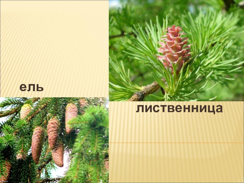Лиственница или сосна – какую древесину выбрать для строительства? | строительный портал «строймного»