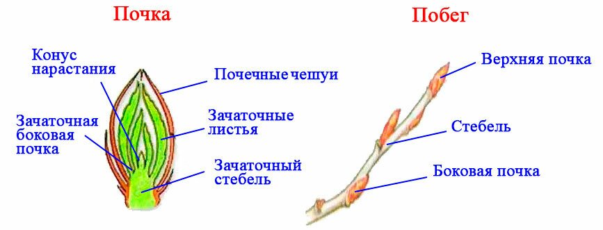 Побег и системы побегов. классификация и характеристикаботаника : лекции - farmf | литература для фармацевтов