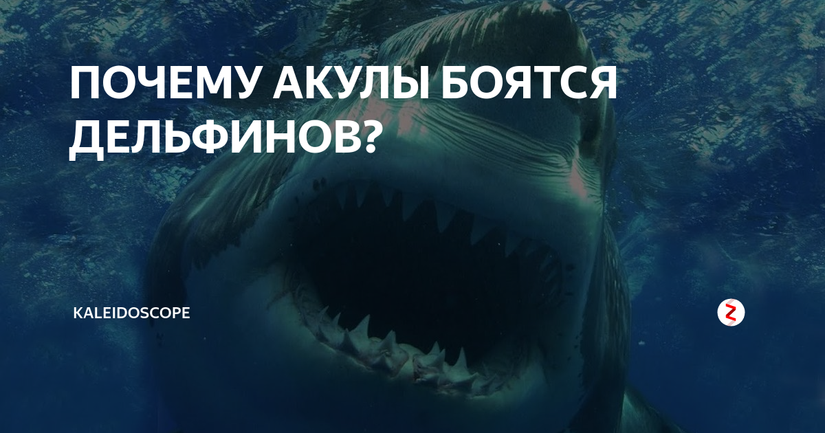 Акула и дельфин: почему первая испытывает страх в присутствии второго?