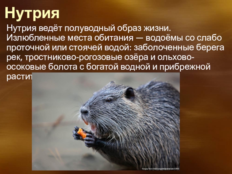 Нутрия (40 фото) - как выглядит, где водится и чем питается
