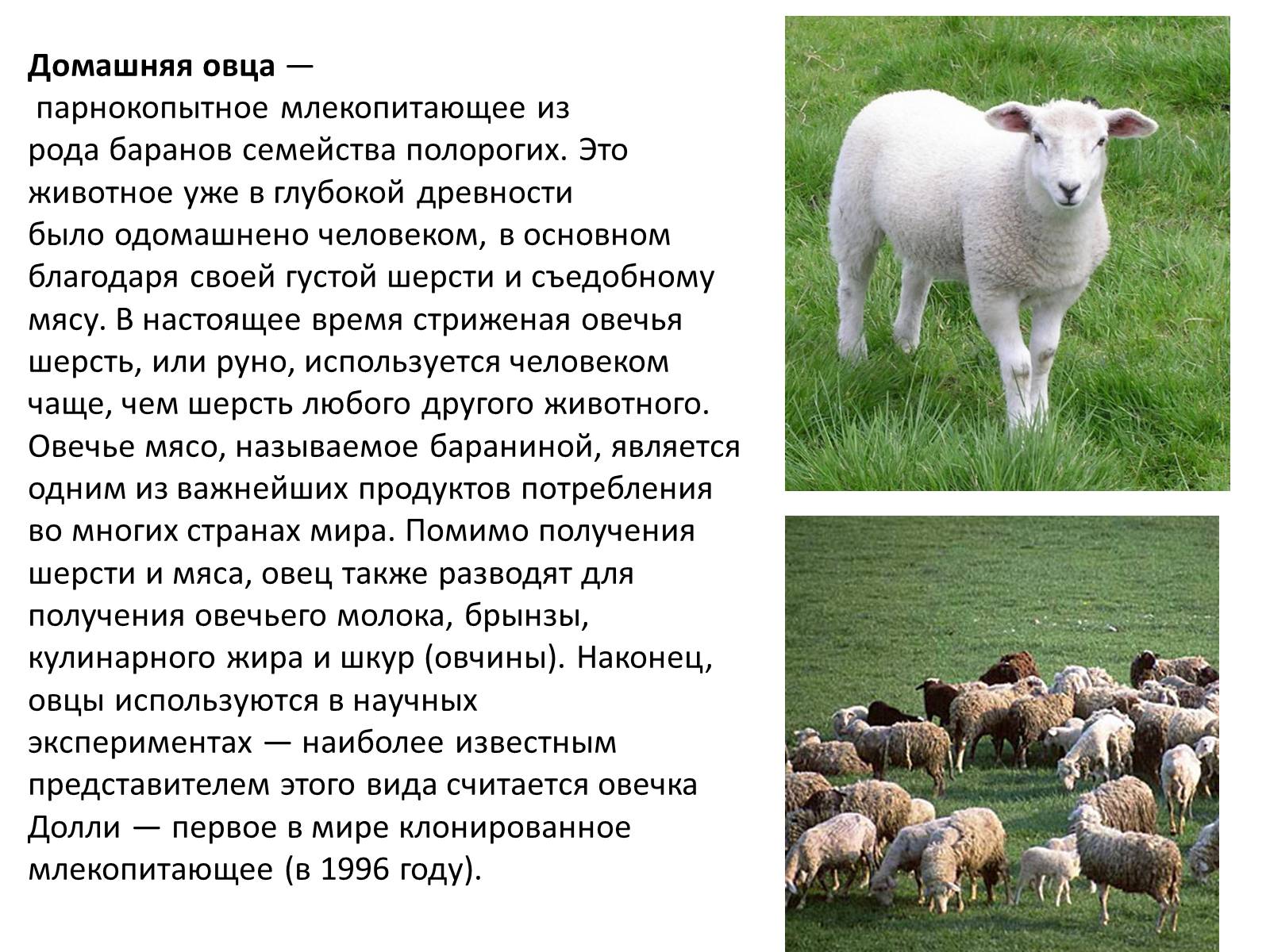 Овца и баран: в чем разница? основные отличия в выборе баранины - omvesti.com