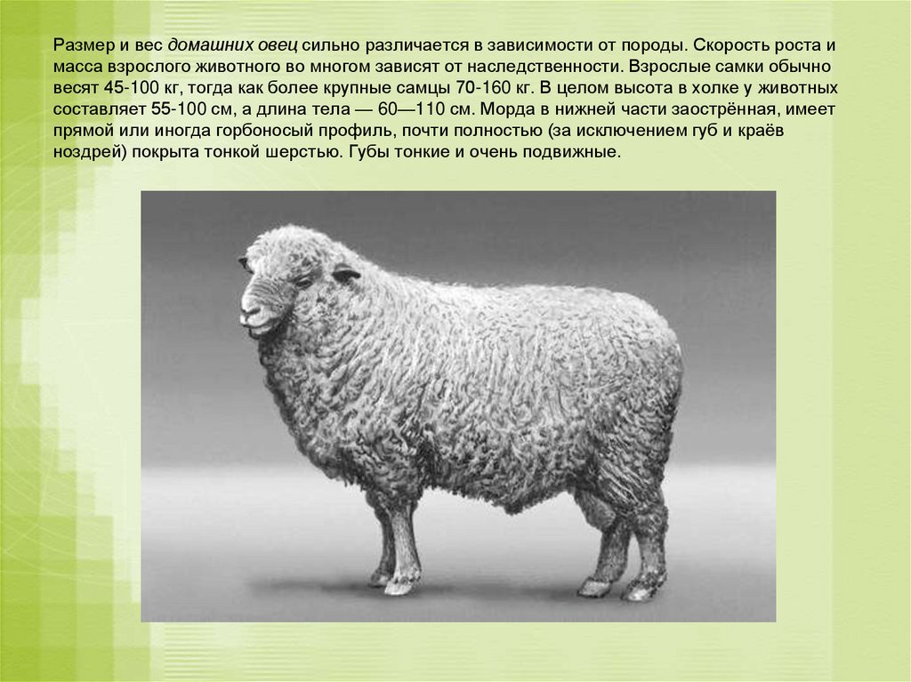 Овца и баран - с чем связаны их различия? - artikletop.ru