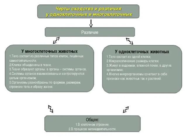 Разница между одноклеточными и многоклеточными организмами - разница между - 2024