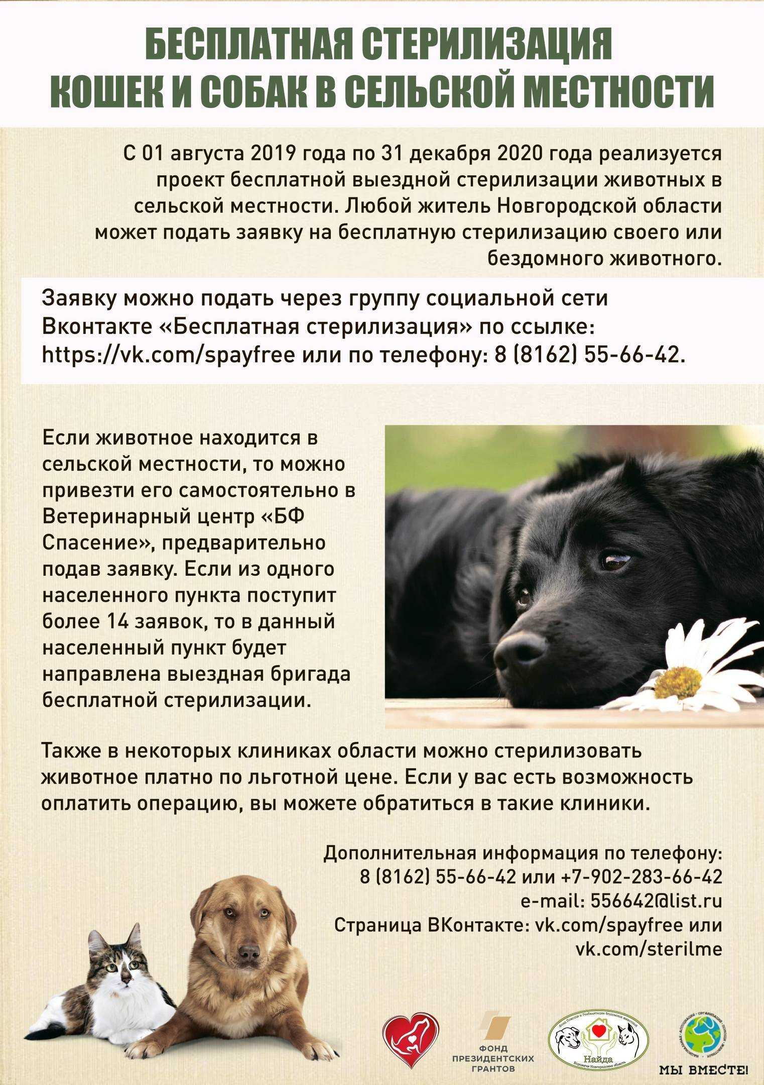 Кастрация кобеля: плюсы и минусы, в каком возрасте, стоит ли оперировать